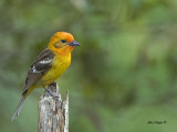 Flame-colored Tanager - juvenile - 2013