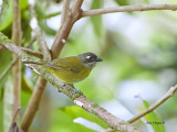 Common Bush-Tanager 2013 - 2