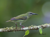 Red-legged Honeycreeper - female - 2013