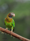 Brown-hooded Parrot 2013 - front view