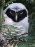 Spectacled Owl - juvenile portrait - 2013
