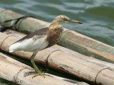 Javan Pond Heron - molting - 2009