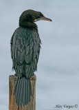 Little Cormorant - non breed - 2009