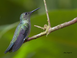 Scaly-breasted Hummingbird - 2013