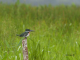 Amazon Kingfisher - male  2013