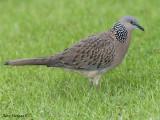 Spotted Dove - 2009