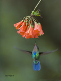 Fiery-throated Hummingbird 2013 - 3