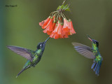 My Birds, Costa Rica