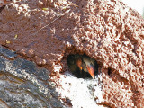 Stork-billed Kingfisher - chicks in nest 2