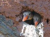 Stork-billed Kingfisher - chicks in nest