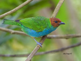 Bay-headed Tanager - female