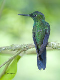 Green-crowned Brilliant - male - back view 2013