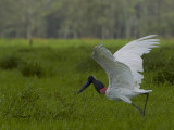 Jabiru 2013 - take off