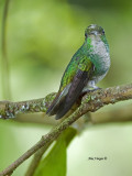 Coppery-headed Emerald - female 2 - 2013
