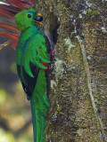Resplendent Quetzal - male 2 - 2013