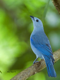 Blue-gray Tanager - 2013 - looking up