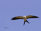 Swallow-tailed Kite - 2013