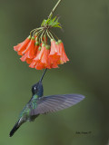 Magnificent Hummingbird - male - 2013