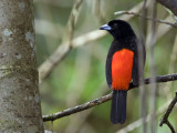 Passerinis Tanager - 2013 - male