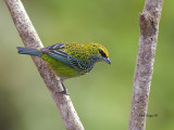 Speckled Tanager - 4 - 2013