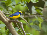 Yellow-crowned Euphonia - male - 2013 - 2