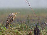 Pinnated Bittern 2013 - on the rain