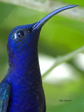 Violet Sabrewing - male - portrait - 2013