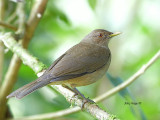 Clay-colored Thrush - 2013