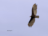 Yellow-headed Vulture - 2013 - flight