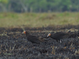 Yellow-headed Vulture - 2013 - 2