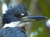 Ringed Kingfisher - male - 2013 - portrait