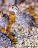 Two Weeks Old_MG_7884.jpg