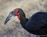 04-Ground Hornbill_MG_3873.jpg