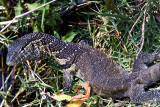 2-Monitor Lizard_MG_3529.jpg