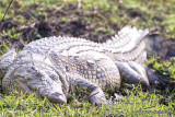 3-Chobe N.P. Crocodile_MG_3587.jpg