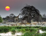 Etosha Sunset _MG_2060.jpg