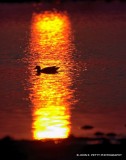 Etosha Sunrise _MG_2029.jpg
