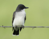 Eastern Kingbird, Henderson County