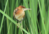 Least Bittern, Birding Center at Port Aransas TX