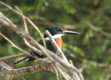 Green Kingfisher, Edinburg Scenic Wetlands