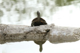 Red-eared Slider, Estero Llano Grande 