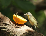 Orange-crowned Warbler, Estero Llano Grande