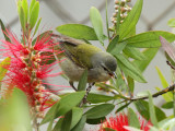 Tennessee Warbler, Birding Center, Port Aransas