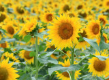 Sunflowers, Western Bexar County