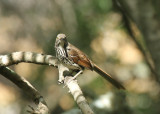 Long-billed Thrasher, Blucher Park, Corpus Christi