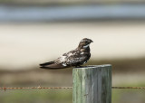 Common Nighthawk, Bolivar Peninsula