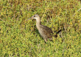 Clapper Rail, Formosa Wetlands, Port Lavaca
