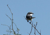 Loggerhead Shrike, Braunig Lake