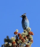 Stellars Jay, Sandia Crest, NM