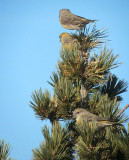 Red Crossbills Digiscoped, Sandia Crest